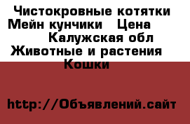 Чистокровные котятки Мейн-кунчики › Цена ­ 7 000 - Калужская обл. Животные и растения » Кошки   